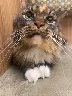 P&k:  Phoenix thumbnail 5