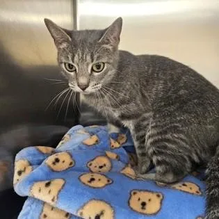 An adult medium-sized female Tabby (Gray / Blue / Silver) Domestic Short Hair cat named Heather for adoption in Phoenixville, PA