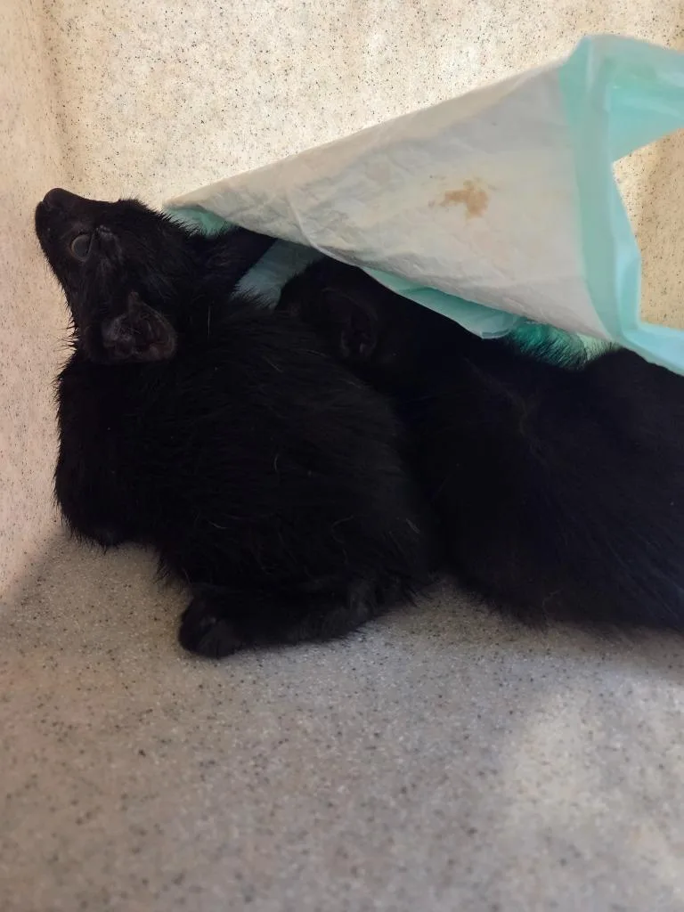 A baby small-sized female Domestic Short Hair cat named Mandy for adoption in Bossier City, LA
