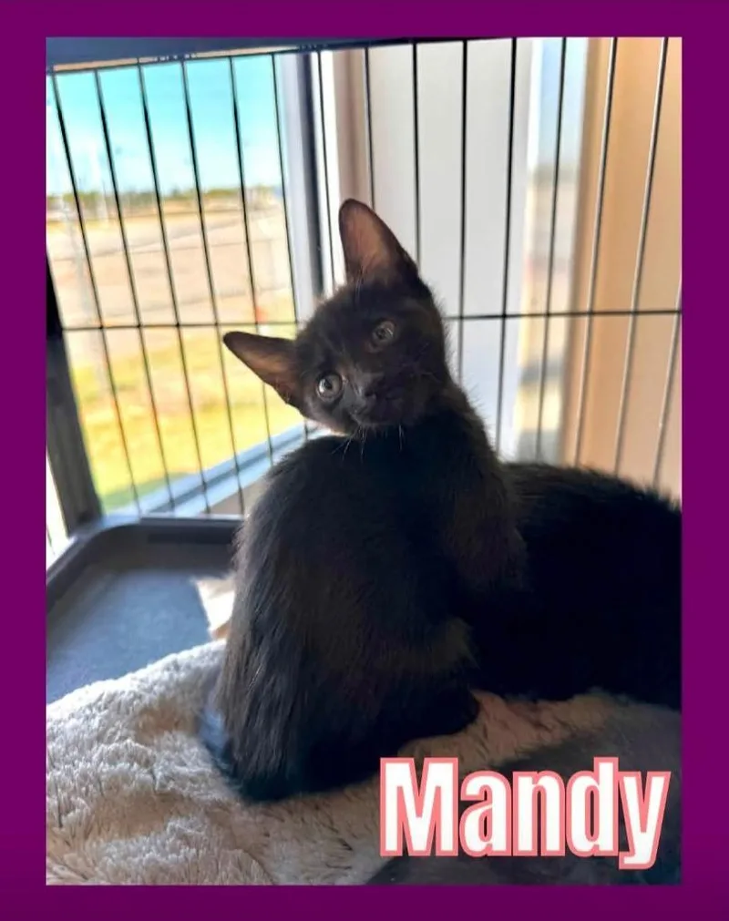Mandy thumbnail 2