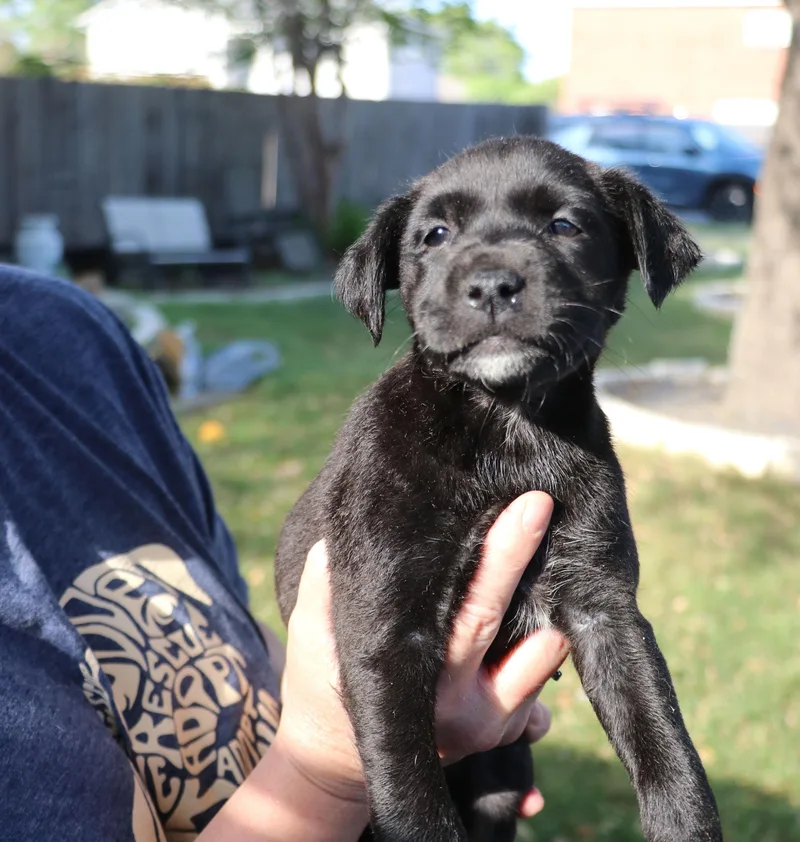 A baby medium-sized male Black Mixed Breed dog named Rizz for adoption in Pflugerville, TX