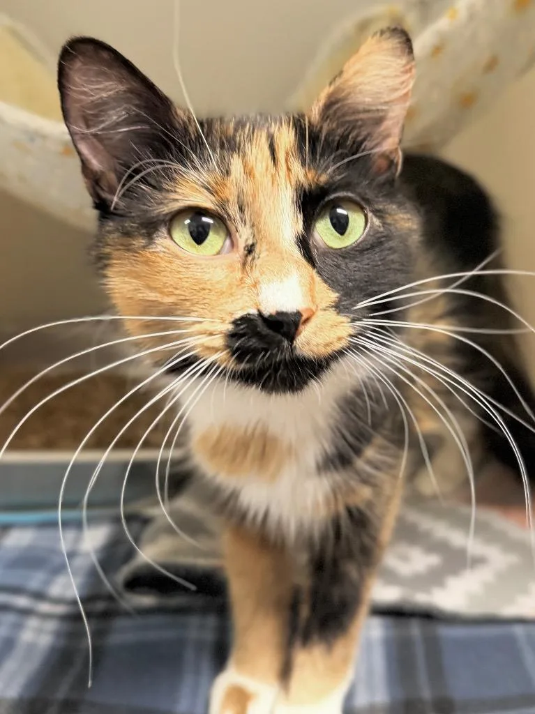 A young medium-sized female Domestic Short Hair cat named Bertha for adoption in Menomonie, WI