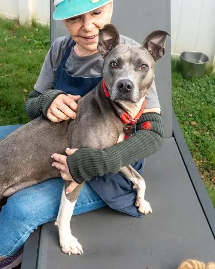 An adult medium-sized female Mixed Breed dog named Gravity for adoption in Chamblee, GA