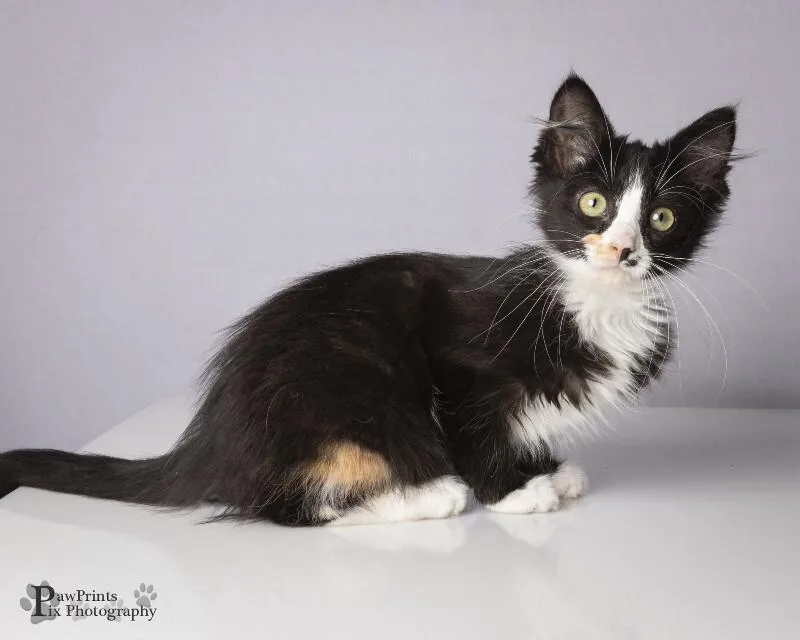 A young medium-sized female Black & White / Tuxedo Domestic Short Hair cat named Patch for adoption in Maryville, TN