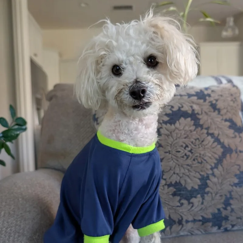 An adult small-sized female White / Cream Maltese dog named Peanut for adoption in Palm Springs, CA