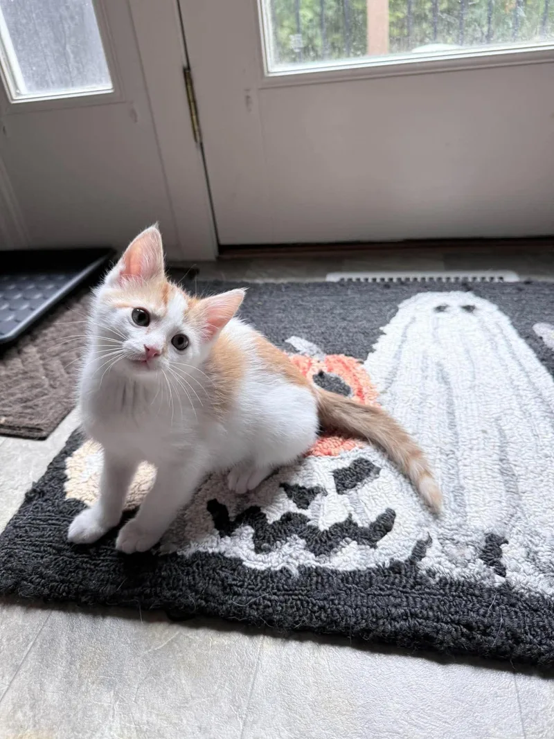 A baby medium-sized male Domestic Short Hair cat named Moss for adoption in Saint Charles, MO