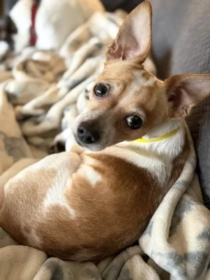 An adult small-sized male Chihuahua dog named Squirt for adoption in Malvern, PA