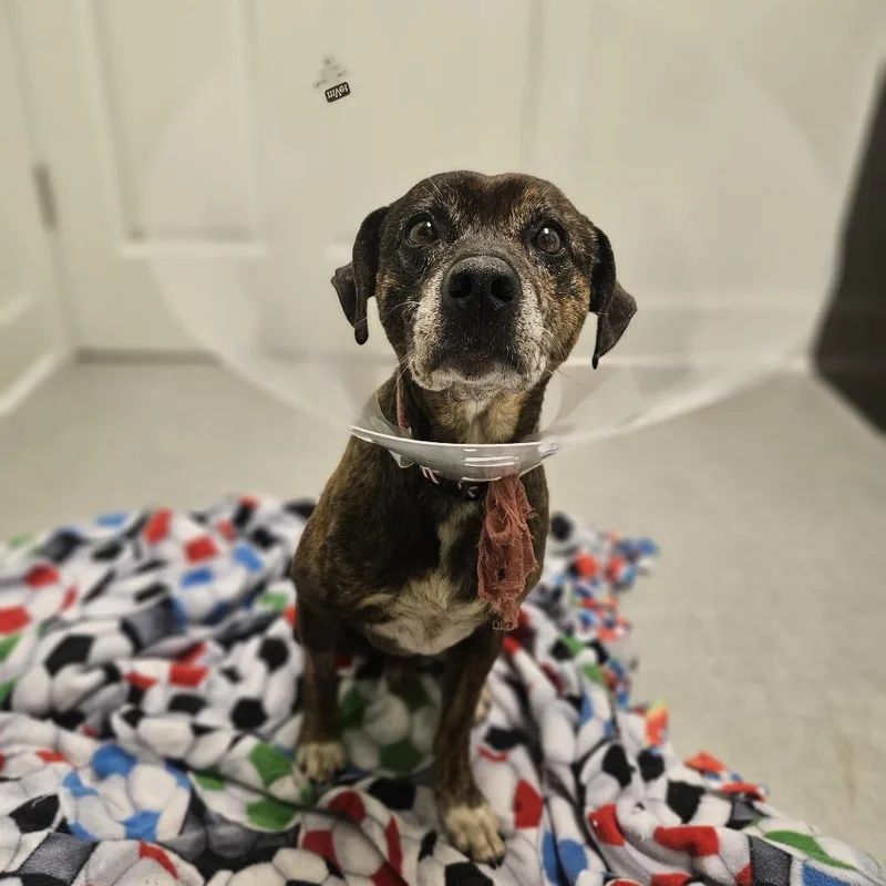A senior medium-sized male Brindle Parson Russell Terrier dog named Max for adoption in Jasper, IN