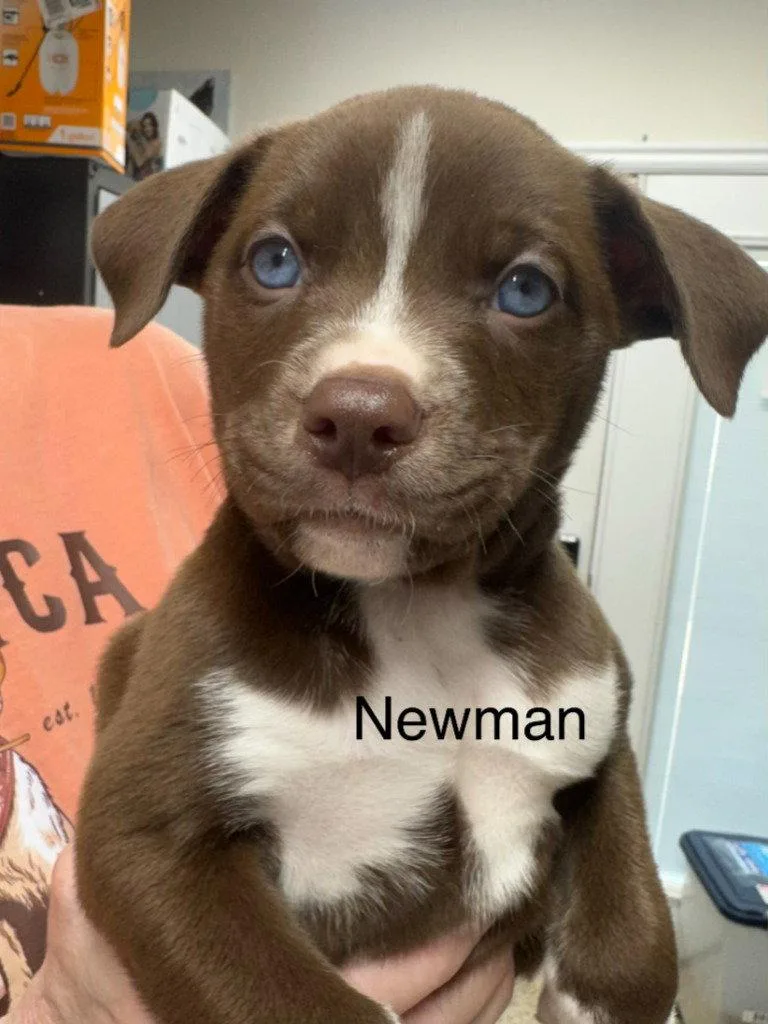 A baby medium-sized female American Staffordshire Terrier dog named Adele for adoption in Saint George, UT