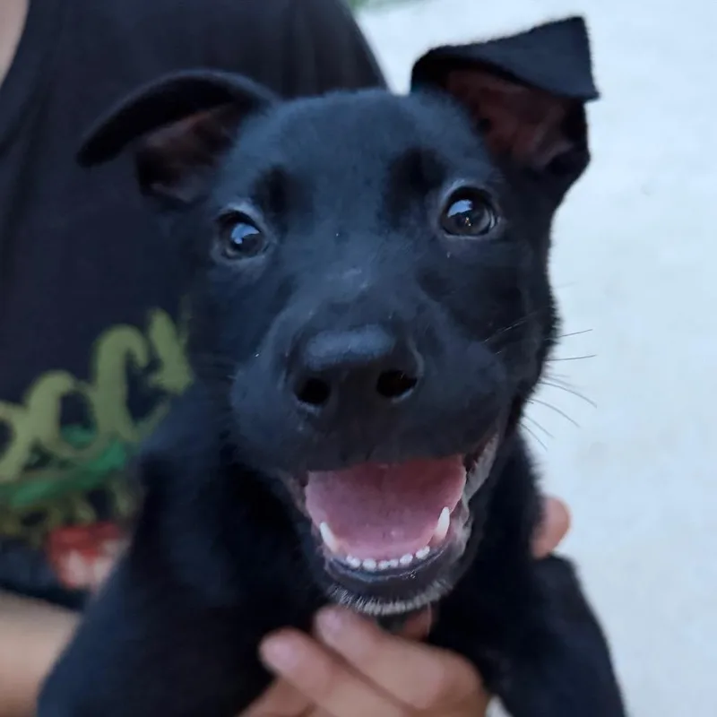 A baby medium-sized male Black Mixed Breed dog named Jaws for adoption in Fredericksburg, VA