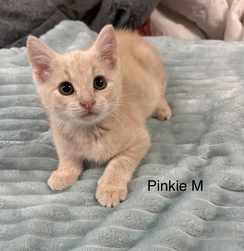A baby medium-sized male Domestic Short Hair cat named Pinky for adoption in White Bluff, TN