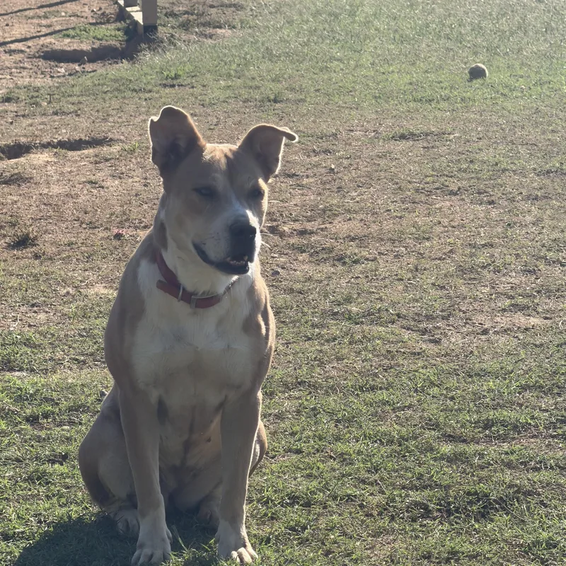 An adult large-sized female Terrier dog named Spanky for adoption in Senatobia, MS
