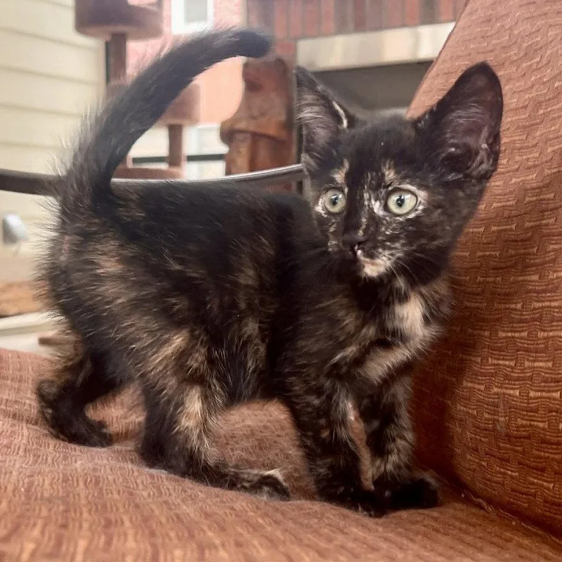 A baby medium-sized female Domestic Short Hair cat named Good N Plenty for adoption in Candler, NC