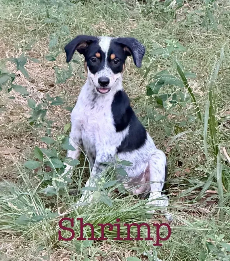 Shrimp