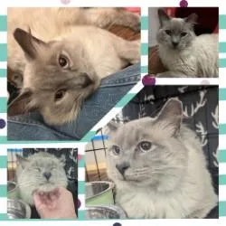 An adult medium-sized male Brown / Chocolate Siamese cat named Bernie for adoption in Westminster, CA