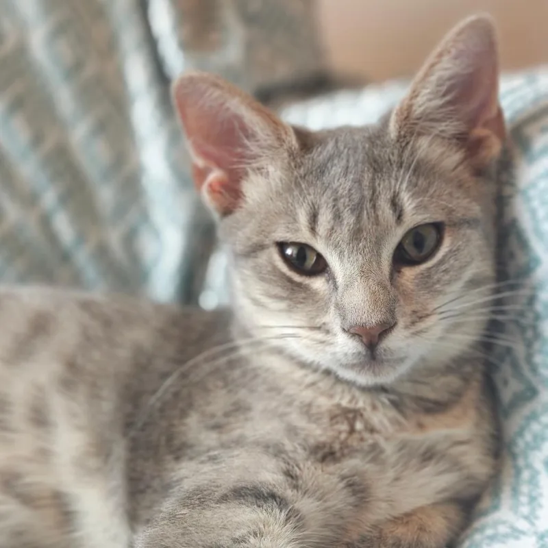 A young small-sized female Gray / Blue / Silver Domestic Short Hair cat named Strudel for adoption in Parkland, FL