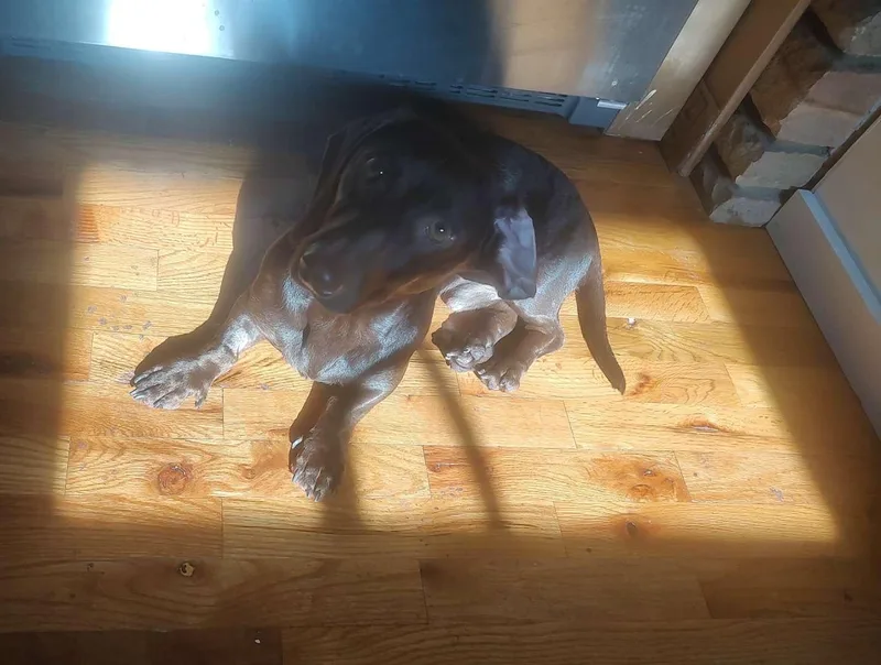 A young small-sized male Dachshund dog named Rudy for adoption in grant, AL