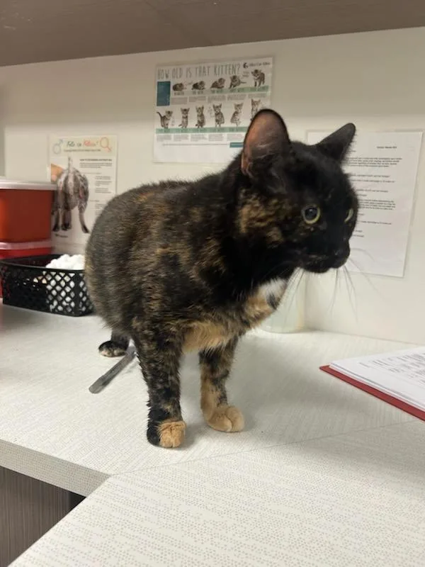 A young large-sized female Domestic Short Hair cat named Harvest for adoption in Greenfield, IN