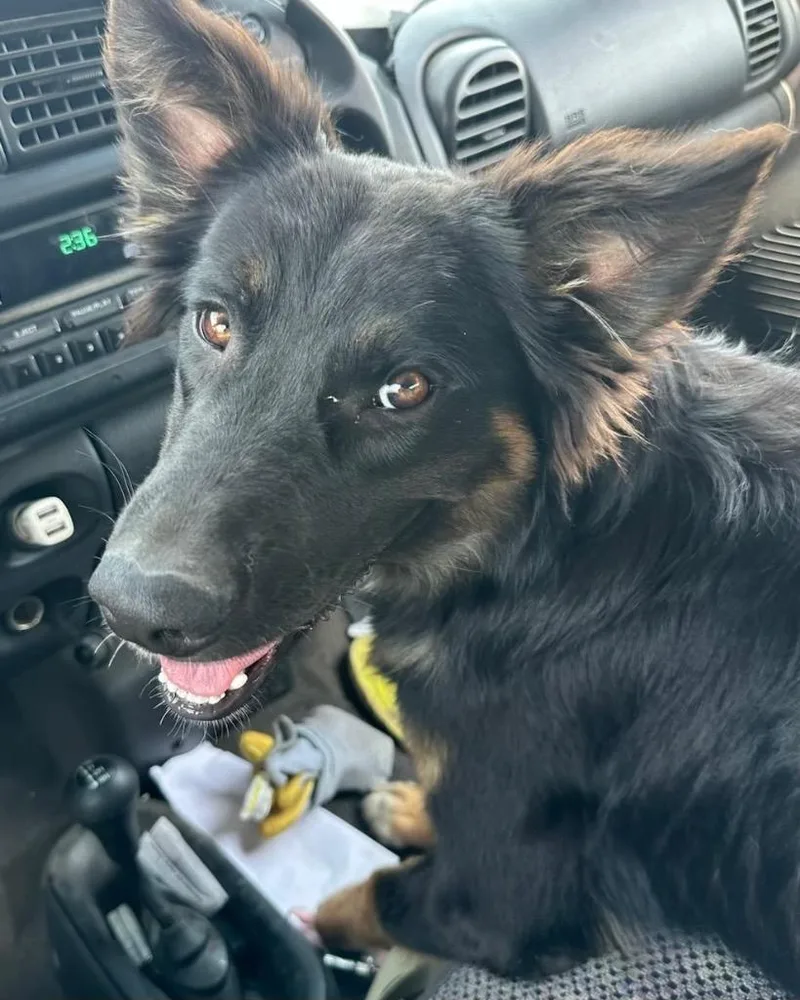 A baby large-sized female German Shepherd Dog dog named Kelly for adoption in Reno, NV