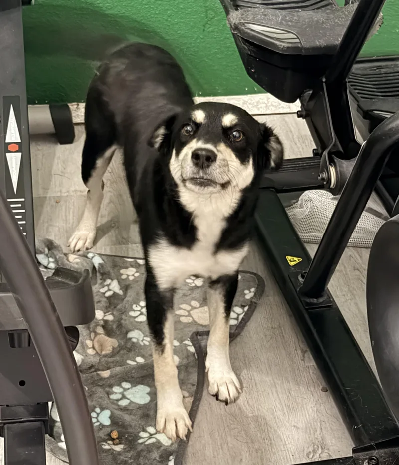 A young medium-sized female Black Mixed Breed dog named Jolly for adoption in Pflugerville, TX