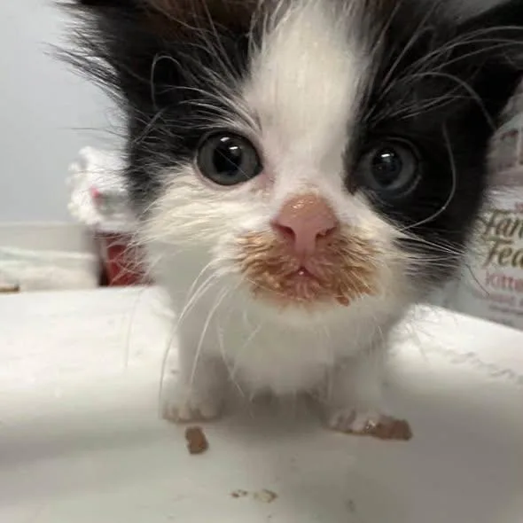 A baby small-sized female Domestic Medium Hair cat named Chippy for adoption in Clinton, IL