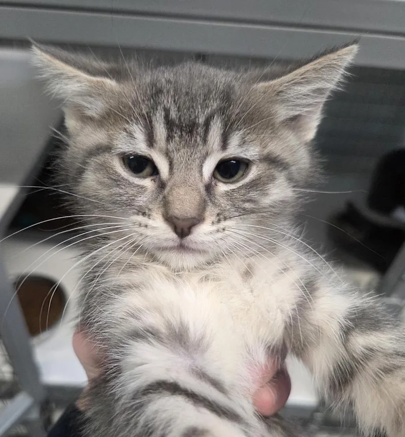 A baby small-sized female Domestic Short Hair cat named Sol Surfer for adoption in Gold Beach, OR