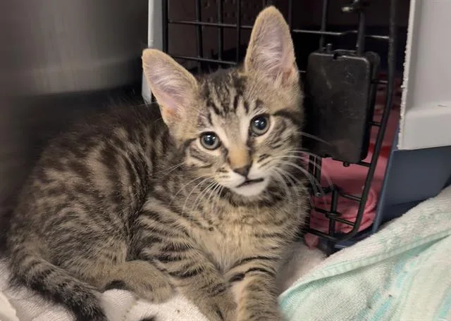 A baby small-sized male Domestic Short Hair cat named Pibble for adoption in Palo Alto, CA