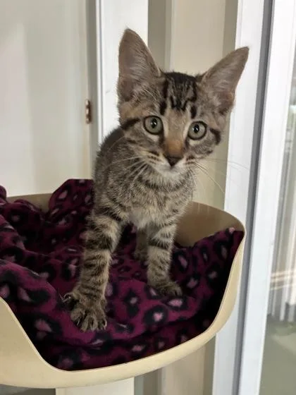 A baby small-sized female Domestic Short Hair cat named Bashful for adoption in New Orleans, LA
