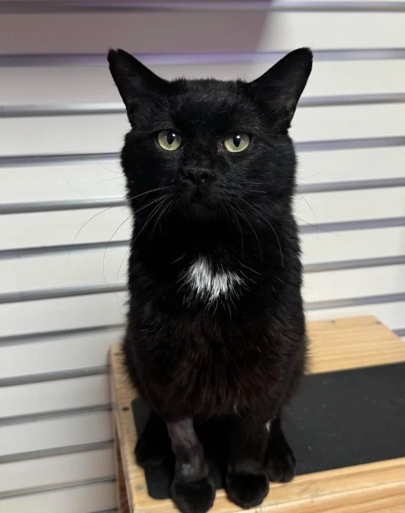 An adult large-sized male Black Domestic Short Hair cat named Bobbie for adoption in New Philadelphia, OH