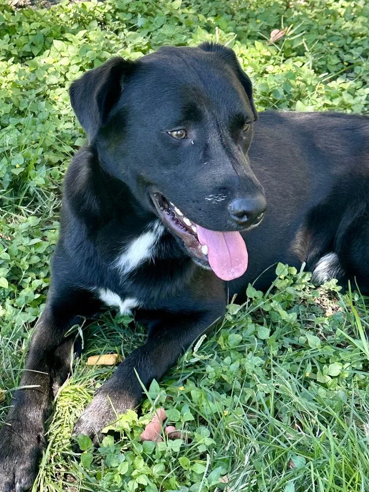 A young large-sized male Labrador Retriever dog named Crispeer Knight for adoption in Broomfield, CO