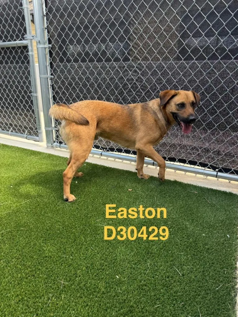 Easton
