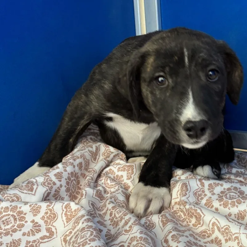 A baby small-sized female Brindle Mixed Breed dog named Precious for adoption in Las Cruces, NM