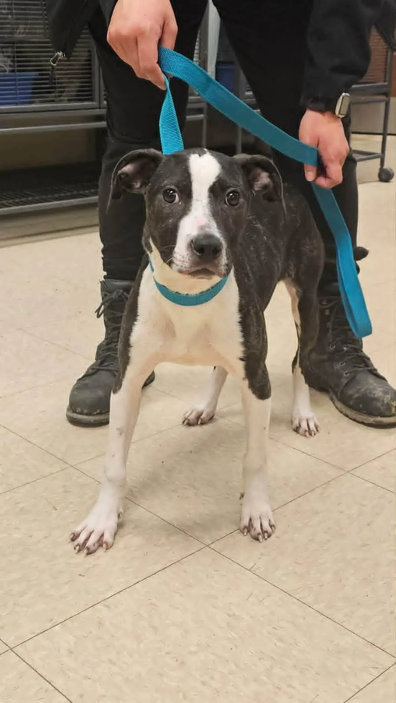 A baby medium-sized female Terrier dog named Cassie for adoption in Muncie, IN