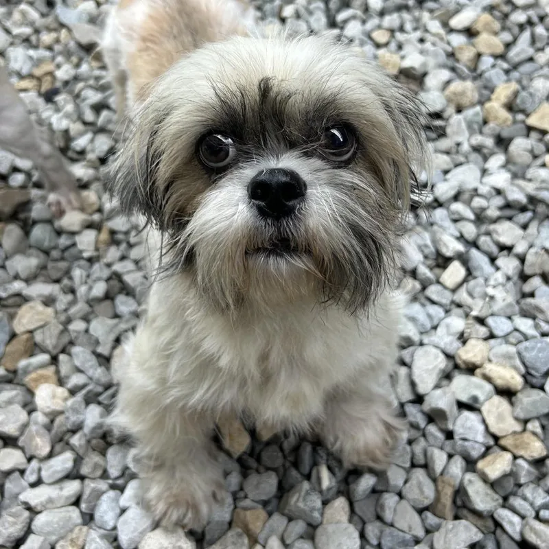 A senior small-sized female Yellow / Tan / Blond / Fawn Shih Tzu dog named Millie for adoption in St. Louis, MO