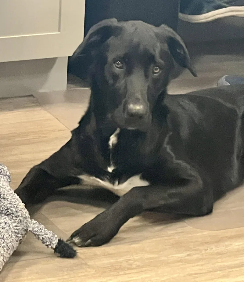 A young large-sized male Mixed Breed dog named Chuck for adoption in Emmett, ID