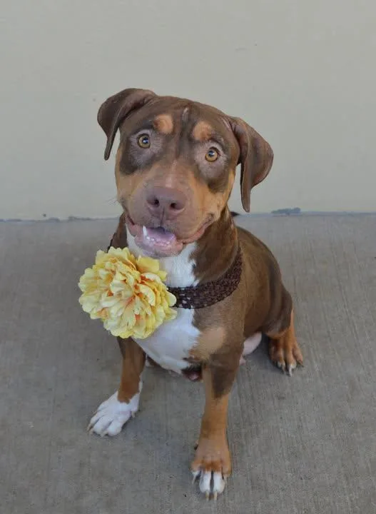 An adult large-sized female Mixed Breed dog named Astra for adoption in McKinney, TX