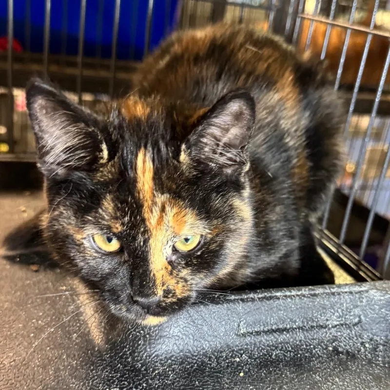 A baby medium-sized female Domestic Short Hair cat named Patches for adoption in Saginaw, MI