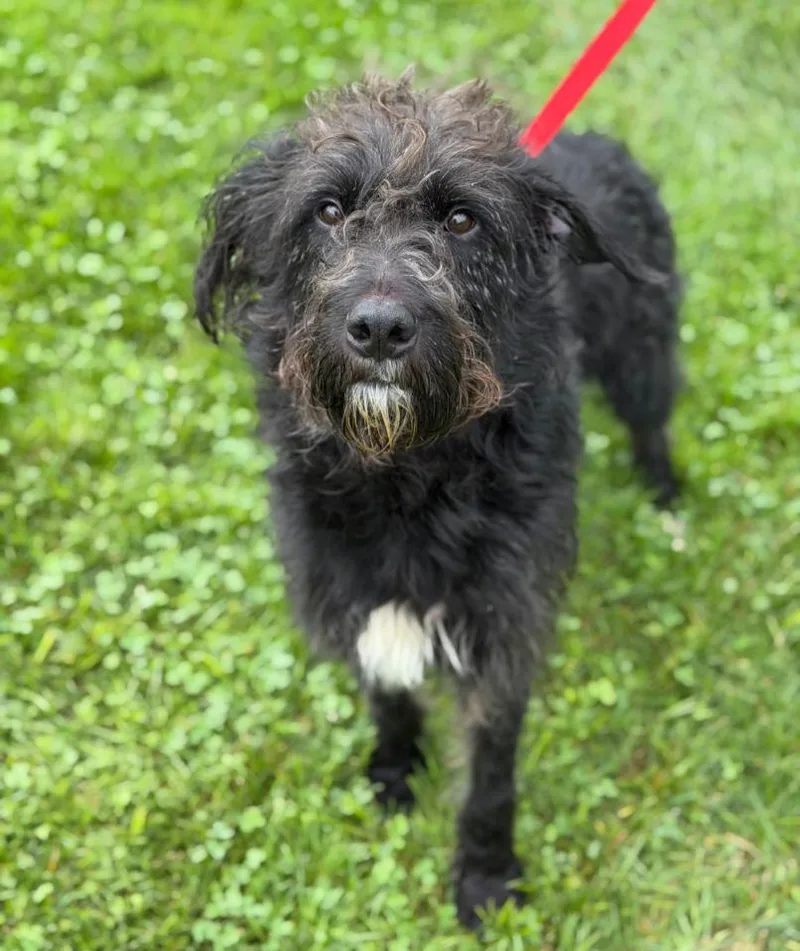 An adult large-sized male Poodle dog named Sully for adoption in Carroll, OH