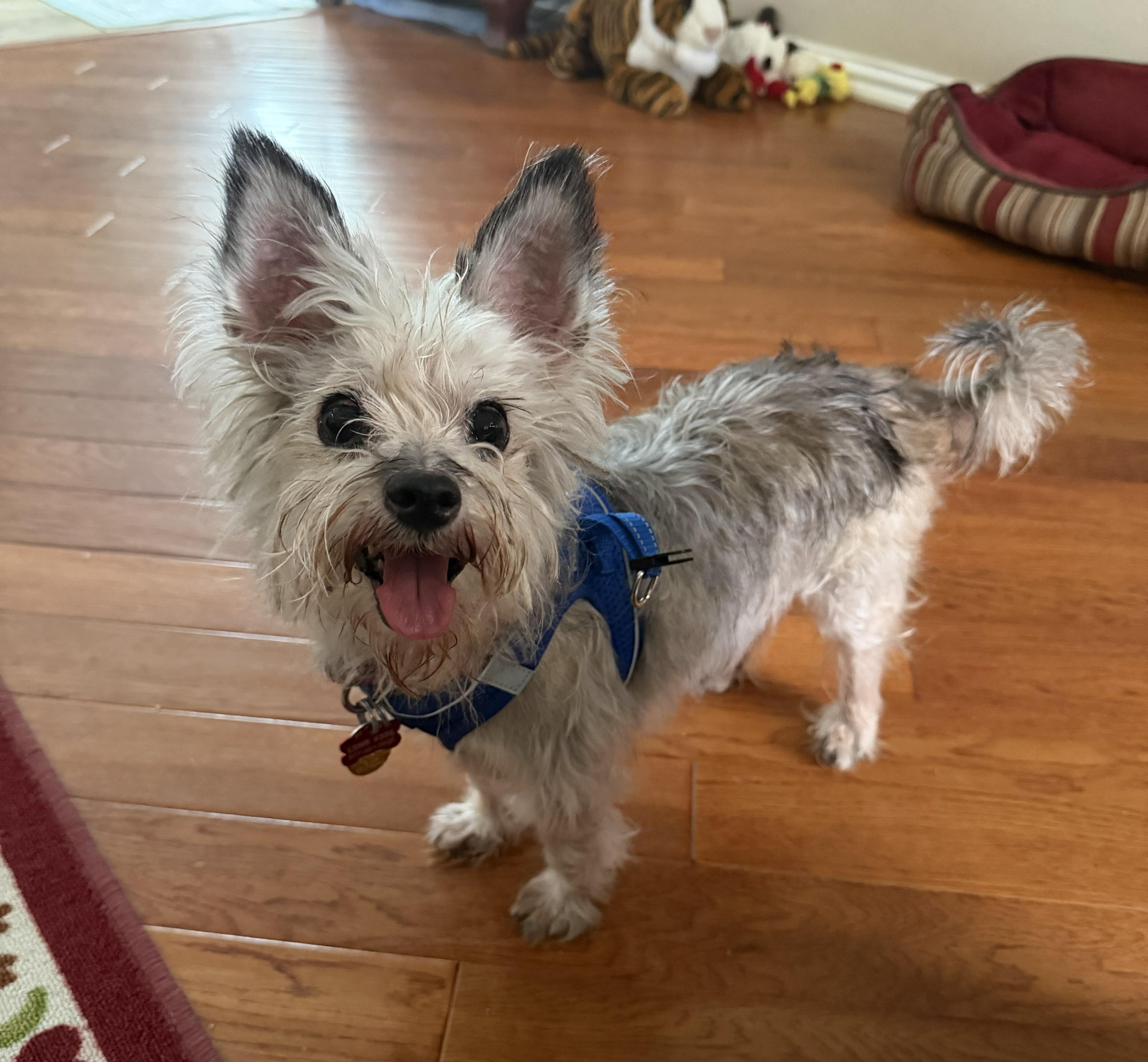 An adult small-sized female Yorkshire Terrier dog named Roxy for adoption in Plano, TX