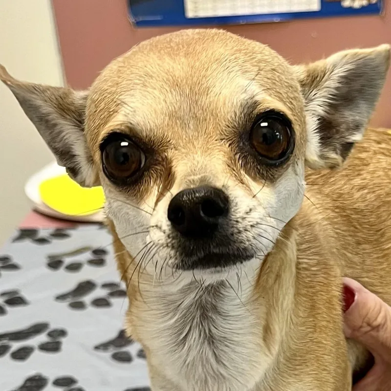 A young small-sized female Apricot / Beige Chihuahua dog named Maddie Quiet Companion for adoption in Tulsa, OK