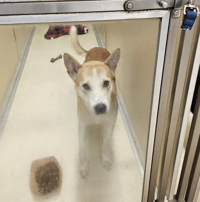 A young medium-sized male Husky dog named Oscar for adoption in Phoenixville, PA