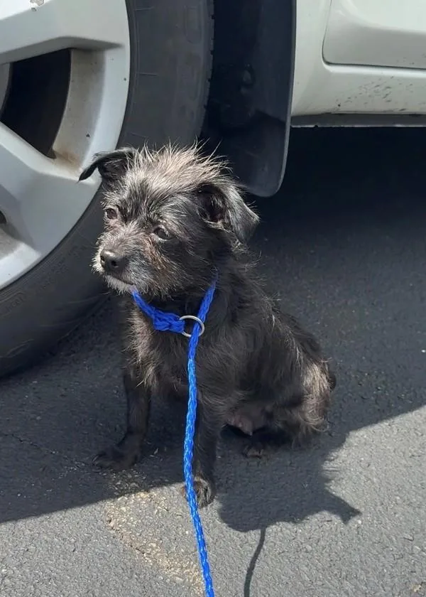 A young small-sized female Terrier dog named Rosita for adoption in Skillman, NJ