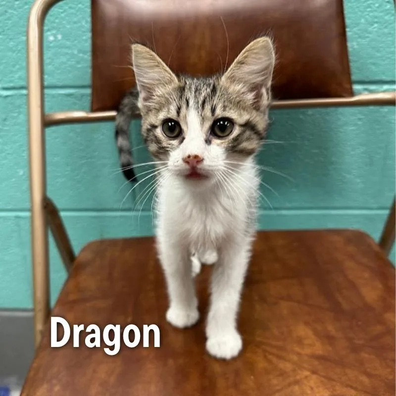 A baby small-sized male Domestic Short Hair cat named Dragon for adoption in Oak Ridge, TN