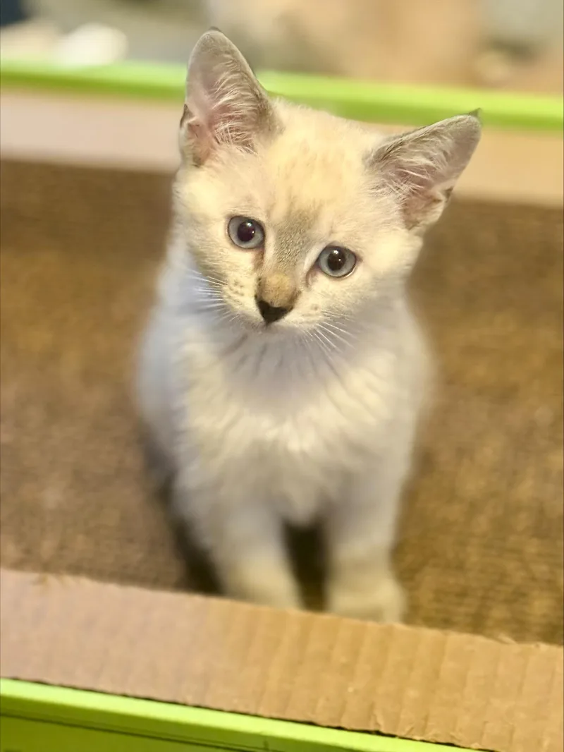 A baby small-sized female Gray & White Domestic Short Hair cat named Lupin for adoption in Davis, CA