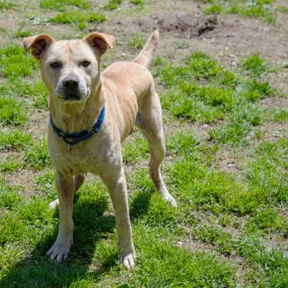An adult medium-sized male Mixed Breed dog named Arlo for adoption in West Chester, PA