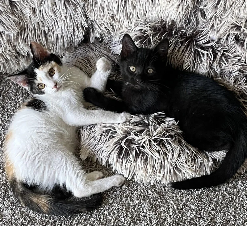 A baby medium-sized male Domestic Short Hair cat named Rocky for adoption in Whitehall, PA