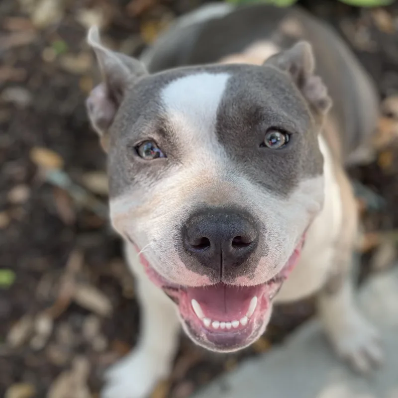 An adult medium-sized female Gray / Blue / Silver Pit Bull Terrier dog named Reba for adoption in Columbia, SC