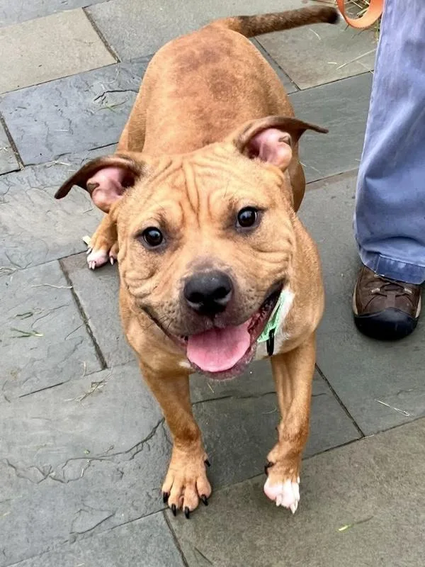 An adult medium-sized female Pit Bull Terrier dog named Riley for adoption in Millersville, MD
