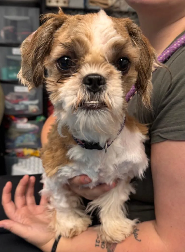 A baby small-sized female Shih Tzu dog named Wicket for adoption in Muskegon, MI