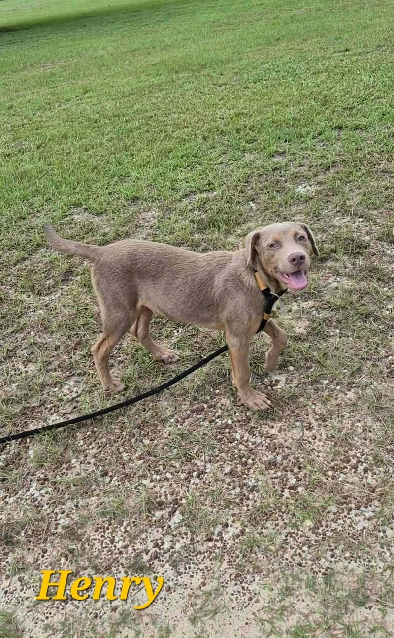 A young large-sized male Labrador Retriever dog named Henry for adoption in Hillsdale, NY